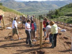 photo of planting day in vineyard