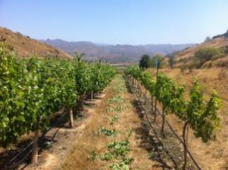 photo of vineyard in the summer
