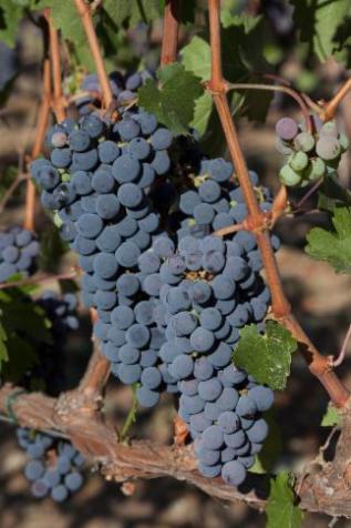 photo of grape cluster