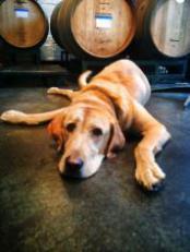photo of nate the dog on the winery floor